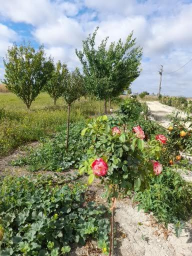 Villa La Crotinière Marmagne  Esterno foto